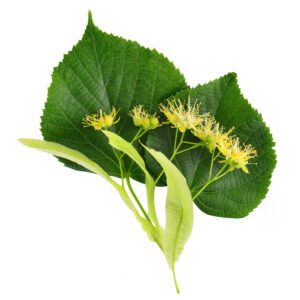 MEDÁREŇ Príspevok na výsadbu líp Príspevok na lipy: 5